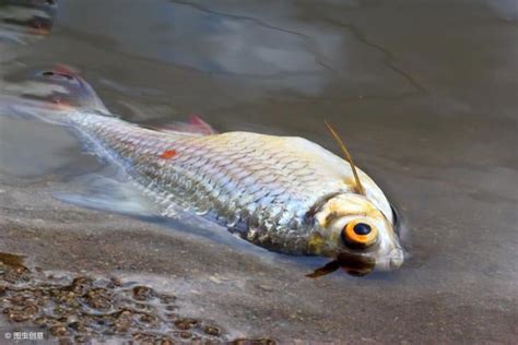 魚死掉|為什麼我養的魚老是死？養魚8種死法的正確預防方。